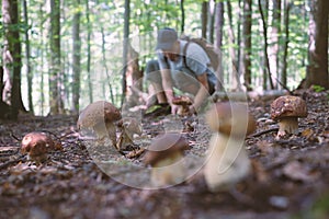 Man collect mushrooms