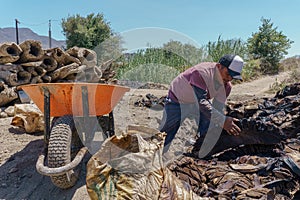 man collecting agave pineapples after being cooked photo
