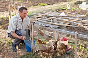 Man collecting eggs of laying hens in aviary in backyard of country house