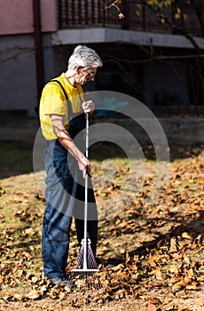 Man collecting fallen autumn leaves in the yard