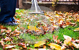 Man collecting fallen autumn leaves in the yard