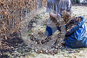 Man collecting fallen leaves in a plastic bag in garden on spring day.