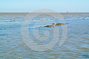 Man collecting mussels from natural mussel bed at low tide, Waddensea, Netherlands