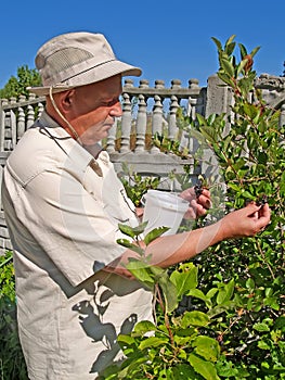 The man collects a chernoplodny mountain ash at a dacha