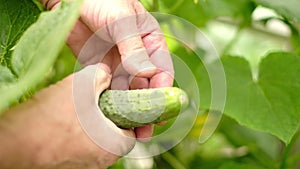 Man collects cucumbers in the greenhouse. Hand plucks a cucumber from the plant.