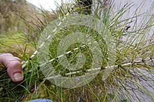 man collects horsetail for medicinal use. Equisetum arvense harvested for home remedies