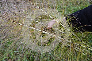 man collects horsetail for medicinal use. Equisetum arvense harvested for home remedies