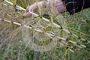 man collects horsetail for medicinal use. Equisetum arvense harvested for home remedies