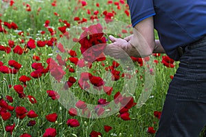A man collects poppies with love against the background of a poppy field with many beautiful bright flowers