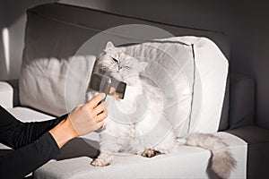 Man combing lovely cute grey longhaired cat. Fluffy cat loves being brushed