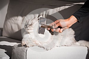 Man combing lovely cute grey longhaired persian cat. Fluffy cat loves being brushed