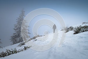 Man and Conifer. Alone hiker walk in winter nature, white edit space