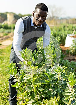 Man controlling growing of legume plants