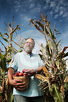 Man in corn field