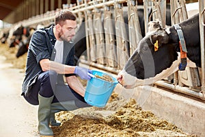 Man with cows and bucket in cowshed on dairy farm photo