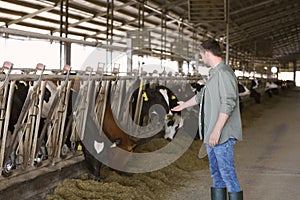 Man in cowshed on farm. Animal husbandry