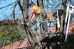 Man on a crane up in a tree trimming a branch with a chain saw with wood chips flying Tulsa Oklahoma USA 3 6 2018