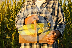 Man with crate of ripe corn cobs in field, closeup