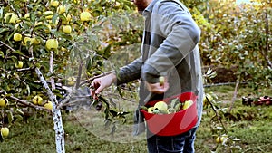 Man crop picking apples in orchard garden in village during autumn harvest. Young Caucasian male farmer worker works in