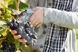 Man crop ripe bunch of black grapes on vine. Male hands picking Autumn grapes harvest for wine making In Vineyard. Cabernet