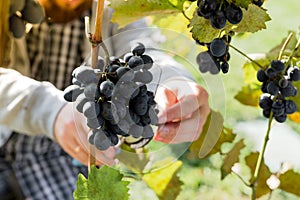 Man crop ripe bunch of black grapes on vine. Male hands picking Autumn grapes harvest for wine making In Vineyard. Cabernet