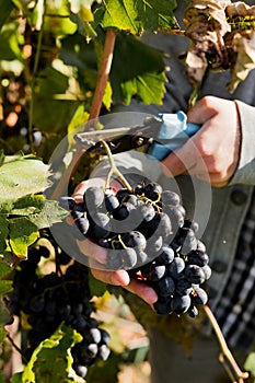 Man crop ripe bunch of black grapes on vine. Male hands picking Autumn grapes harvest for wine making In Vineyard. Cabernet