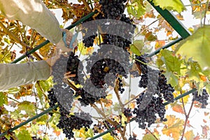 Man crop ripe bunch of black grapes on vine. Male hands picking Autumn grapes harvest for wine making In Vineyard. Cabernet