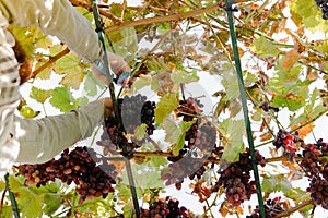 Man crop ripe bunch of red grapes on vine. Vintner man picking Autumn grapes harvest for food or wine making In Vineyard. Red