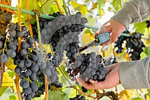 Man crop ripe bunch of white grapes on vine. Male hands picking Autumn grapes harvest for wine making In Vineyard. Cabernet