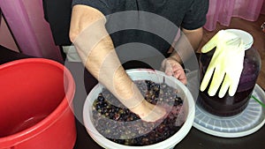 A man crumples blue grapes with his hands. Making homemade wine during an epidemic