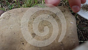 A man crushes and grinds black pepper on a large stone with another stone in an ancient way