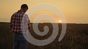 Man cultivator taking wheat grain hands at sunset field horizon. Morning sunrise