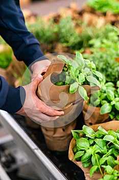 man customer hand choosing basil herb for planting in garden center