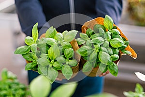 man customer hand choosing basil herb for planting in garden center