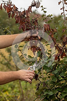 Man cut brunch infected with Fire blight, fireblight, quince apple and pear disease, caused by bacteria Erwinia amylovora