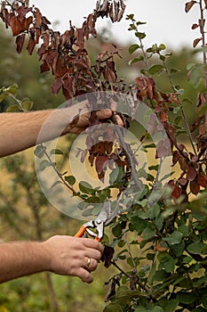 Man cut brunch infected with Fire blight, fireblight, quince apple and pear disease, caused by bacteria Erwinia amylovora