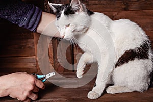 A man cuts a black and white cat`s claws with a special clipper.