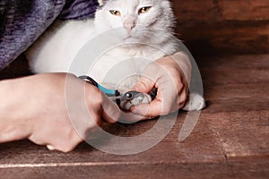 A man cuts a black and white cat`s claws with a special clipper.