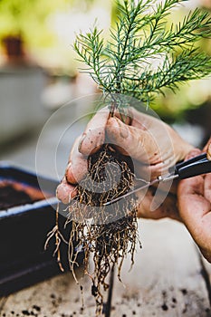 Man cuts bonsai seedling roots with a scissor