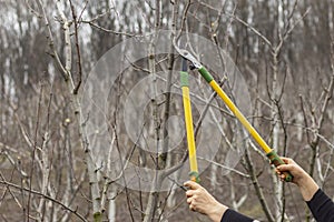 A man cuts the branches of fruit trees with long garden scissors. Spring garden work.