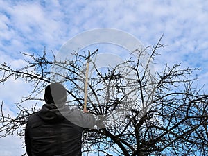 A man cuts the branches of a tree with a long pruner