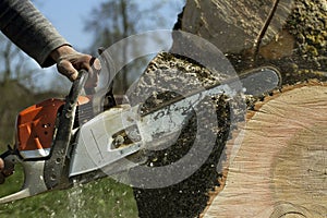 Man cuts a fallen tree.