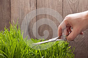 Man cuts grass for lawn with scissors, fresh cut lawn