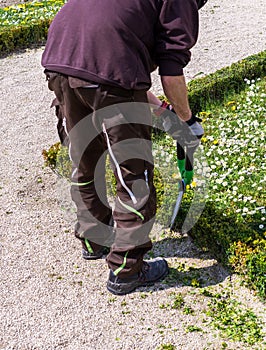 Man cuts a hedge