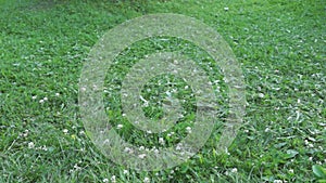 Man cuts lawn with retro manual lawnmower