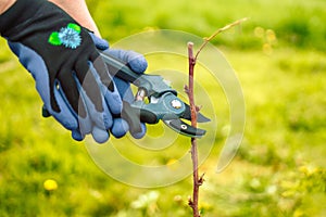 A man cuts raspberries with pruners. Selective focus. People.