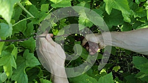 Man cuts with a shears currant branch close-up