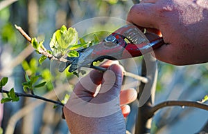 a man cuts a tree branch