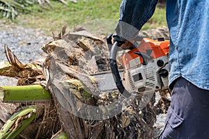 Man cuts tree felling tree with chainsaw. Occupation cut tree