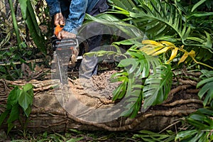 Man cuts tree felling tree with chainsaw. Occupation cut tree